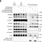 Fig.5.E showing Western Blotting from the publication: The homophilic receptor PTPRK selectively dephosphorylates multiple junctional regulators to promote cell-cell adhesion.