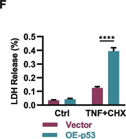 Fig.3.F from the publication: Synthetic lethality of combined ULK1 defection and p53 restoration induce pyroptosis by directly upregulating GSDME transcription and cleavage activation through ROS/NLRP3 signaling.