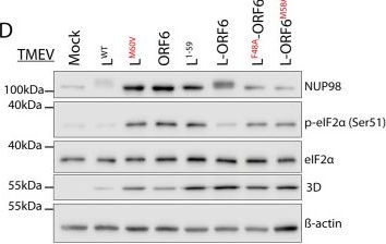 Fig.3.D showing Western Blotting in a Mus musculus (House mouse) sample from the publication: Cardiovirus-Mediated PKR inhibition results from nucleocytoplasmic trafficking disruption.
