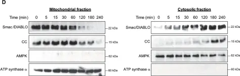 Fig.1.D showing Western Blotting in a Xenopus laevis (African clawed frog) sample from the publication: Osmostress-induced apoptosis in Xenopus oocytes: role of stress protein kinases, calpains and Smac/DIABLO.