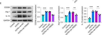 Arginase-1 (D4E3M) Rabbit Monoclonal Antibody | Cell Signaling