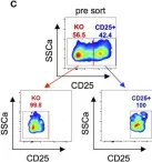 Fig.4.C showing Flow cytometry/Cell sorting from the publication: Fast and Efficient Genome Editing of Human FOXP3+ Regulatory T Cells.