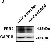 Fig.4.J showing Western Blotting from the publication: The crosstalk between CREB and PER2 mediates the transition between mania- and depression-like behavior.