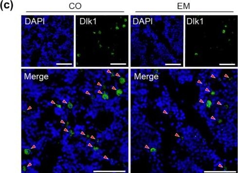 Fig.6.C showing Immunohistochemistry-immunofluorescence in a Rattus norvegicus (Rat) sample from the publication: Intake of eggshell membrane enhances bone mass and suppresses bone marrow adiposity in normal growing rats.