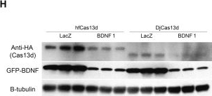 Fig.4.H showing Western Blotting from the publication: Adeno-associated viral vector resource for the RNA-targeting Cas13d: A comparison of high-fidelity variants, DjCas13d and hfCas13d.