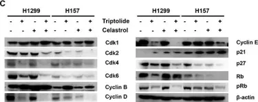 Fig.3.C showing Western Blotting from the publication: Synergistic anticancer effects of triptolide and celastrol, two main compounds from thunder god vine.