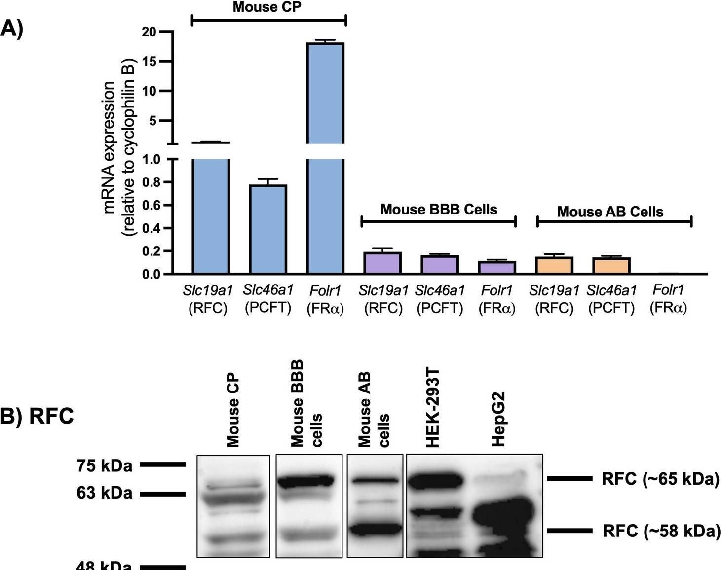 Fig.4.A showing Western Blotting from the publication: Novel localization of folate transport systems in the murine central nervous system.