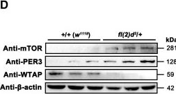 Fig.6.D showing Western Blotting in a Drosophila melanogaster (Fruit fly) sample from the publication: Systematic assessment of transcriptomic and metabolic reprogramming by blue light exposure coupled with aging.