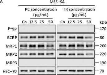 Fig.10.A showing Western Blotting from the publication: Essential Oils, Pituranthos chloranthus and Teucrium ramosissimum, Chemosensitize Resistant Human Uterine Sarcoma MES-SA/Dx5 Cells to Doxorubicin by Inducing Apoptosis and Targeting P-Glycoprotein.