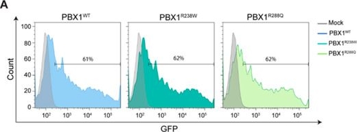 Fig.3.A showing Flow cytometry/Cell sorting from the publication: Functional Characterization of a Novel PBX1 De Novo Missense Variant Identified in a Pediatric Patient with CAKUT.