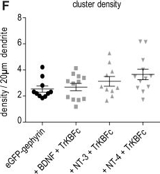 Fig.3.F from the publication: Trophic factor BDNF inhibits GABAergic signaling by facilitating dendritic enrichment of SUMO E3 ligase PIAS3 and altering gephyrin scaffold.