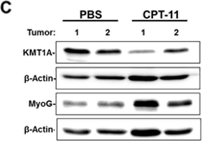 Fig.3.C showing Western Blotting from the publication: Camptothecin exhibits topoisomerase1-independent KMT1A suppression and myogenic differentiation in alveolar rhabdomyosarcoma cells.