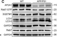 にページ ZX-F730 公式限定ケース付【数量限定】 | ZEXUS公式サイト