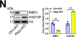 Fig.5.N showing Western Blotting from the publication: Short-term starvation inhibits CD36 N-glycosylation and downregulates USP7 UFMylation to alleviate RBPJ-maintained T cell exhaustion in liver cancer.