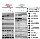 Fig.4.C showing Western Blotting in a Homo sapiens (Human) sample from the publication: Src-mediated regulation of the PI3K pathway in advanced papillary and anaplastic thyroid cancer.