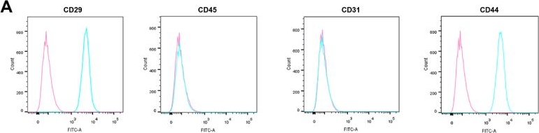 Fig.1.A showing Flow cytometry/Cell sorting in a Rattus norvegicus (Rat) sample from the publication: MicroRNA-214-3p Delivered by Bone Marrow Mesenchymal Stem Cells-Secreted Exosomes Affects Oxidative Stress in Alzheimer's Disease Rats by Targeting CD151.