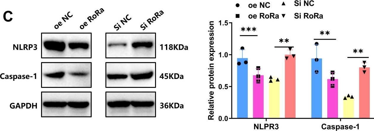 Fig.6.C showing Western Blotting from the publication: RORα-activated mitophagy attenuating hypoxic-ischemic encephalopathy via suppression of microglial cGAS-STING axis.