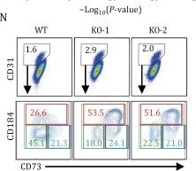 Fig.2.N showing Flow cytometry/Cell sorting in a Homo sapiens (Human) sample from the publication: Integrative transcriptomic and epigenomic analysis identifies BCL6B as a novel regulator of human pluripotent stem cell to endothelial differentiation.