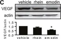 Fig.5.C showing Western Blotting in a Mus musculus (House mouse) sample from the publication: Emodin and rhein decrease levels of hypoxia-inducible factor-1α in human pancreatic cancer cells and attenuate cancer cachexia in athymic mice carrying these cells.