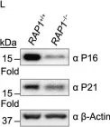 Fig.2.L showing Western Blotting in a Homo sapiens (Human) sample from the publication: Telomere-dependent and telomere-independent roles of RAP1 in regulating human stem cell homeostasis.