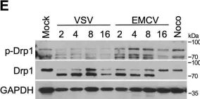 Fig.5.E showing Western Blotting from the publication: RNA viruses promote activation of the NLRP3 inflammasome through cytopathogenic effect-induced potassium efflux.