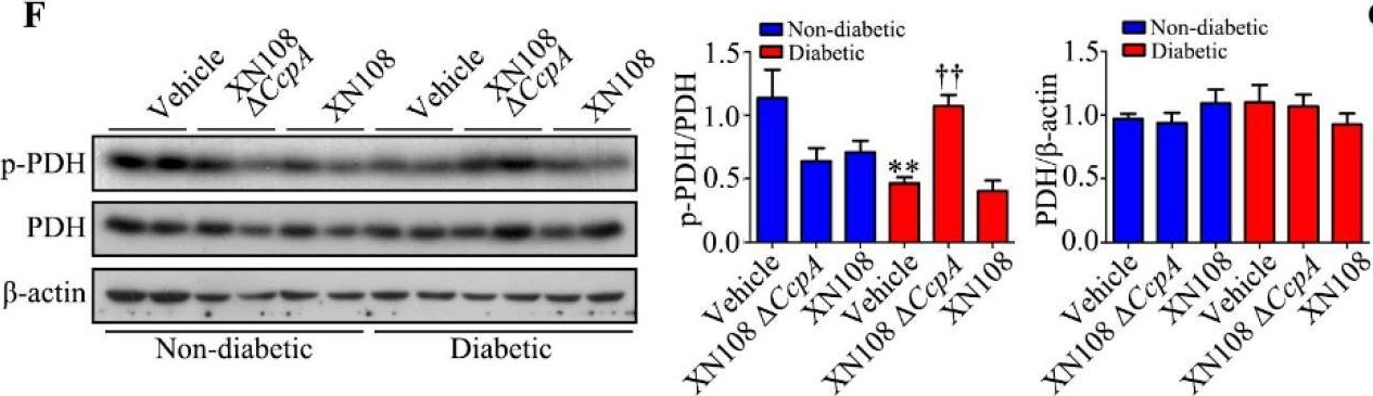 Fig.3.F showing Western Blotting from the publication: CcpA-Knockout Staphylococcus aureus Induces Abnormal Metabolic Phenotype via the Activation of Hepatic STAT5/PDK4 Signaling in Diabetic Mice.