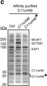 Fig.3.C showing Western Blotting in a Homo sapiens (Human) sample from the publication: In vivo epigenetic editing of Sema6a promoter reverses transcallosal dysconnectivity caused by C11orf46/Arl14ep risk gene.
