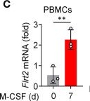 Fig.1.C from the publication: Fibronectin leucine-rich transmembrane protein 2 drives monocyte differentiation into macrophages via the UNC5B-Akt/mTOR axis.