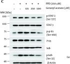 ※専用ページ Phospho-Stat3 (Ser727) (D8C2Z) Rabbit Monoclonal Antibody | Cell