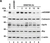 Fig.1.A showing Western Blotting from the publication: Tetrahydrohyperforin Inhibits the Proteolytic Processing of Amyloid Precursor Protein and Enhances Its Degradation by Atg5-Dependent Autophagy.