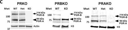 Fig.1.C showing Western Blotting in a Mus musculus (House mouse) sample from the publication: Reassessing the role of progesterone receptor isoforms PGR-A and PGR-B in female fertility.