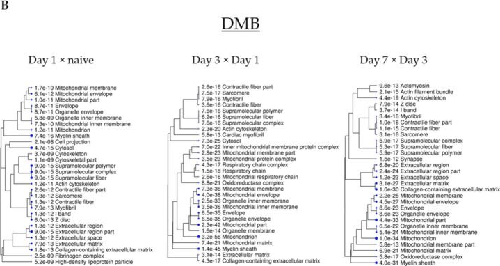 Fig.2.B from the publication: Proteomics of Mouse Heart Ventricles Reveals Mitochondria and Metabolism as Major Targets of a Post-Infarction Short-Acting GLP1Ra-Therapy.