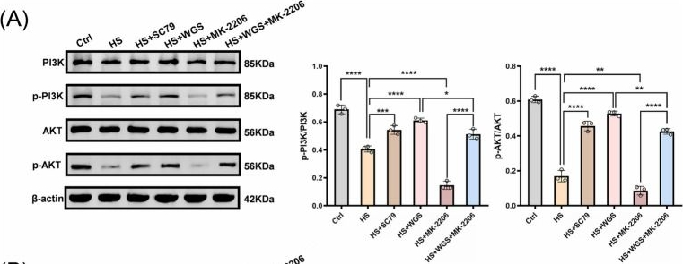 Fig.12.A showing Western Blotting in a Homo sapiens (Human) sample from the publication: Wogonoside alleviates hyperosmotic stress-induced inflammation and apoptosis in human corneal epithelial cells via PI3K/AKT signaling.