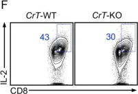 Fig.3.F showing Flow cytometry/Cell sorting in a Mus musculus (House mouse) sample from the publication: Creatine uptake regulates CD8 T cell antitumor immunity.