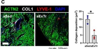 Fig.5.C showing Immunohistochemistry-immunofluorescence in a Mus musculus (House mouse) sample from the publication: Exercise-Induced Cardiac Lymphatic Remodeling Mitigates Inflammation in the Aging Heart.