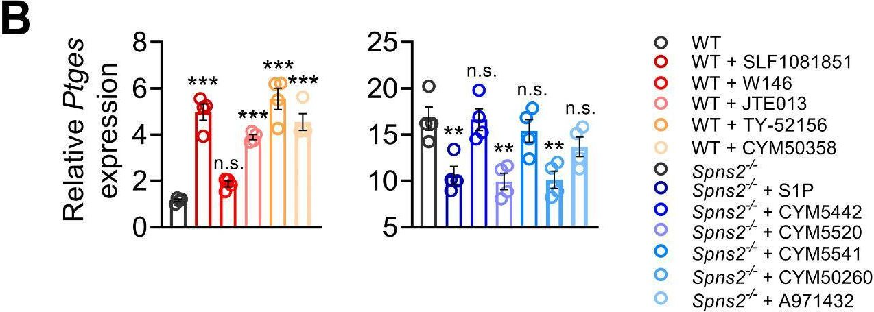 Fig.7.B from the publication: Spinster homolog 2/S1P signaling ameliorates macrophage inflammatory response to bacterial infections by balancing PGE2 production.