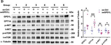Phospho-mTOR (Ser2448) (D9C2) XP® Rabbit mAb | Cell