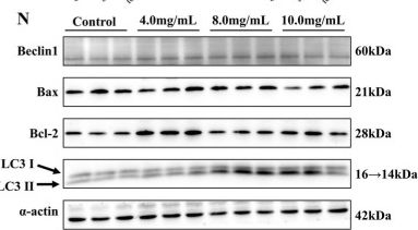 Fig.2.N showing Western Blotting from the publication: Major Royal Jelly Proteins promote C2C12 myotubes differentiation by improving mitochondrial function.