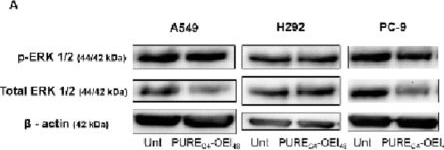 Fig.2.A showing Western Blotting from the publication: Polycationic dendrimers synergizes with gefitinib to overcome EGFREx19Del-driven resistance in non-small-cell lung cancer.