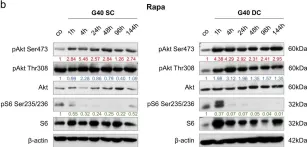 Fig.3.B showing Western Blotting from the publication: The effects of PI3K-mediated signalling on glioblastoma cell behaviour.