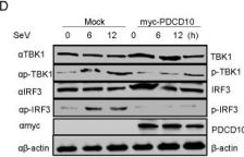 Sです Phospho-IRF-3 (Ser386) (E7J8G) Rabbit Monoclonal Antibody | Cell