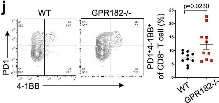 Fig.3.X showing Flow cytometry/Cell sorting from the publication: GPR182 limits antitumor immunity via chemokine scavenging in mouse melanoma models.