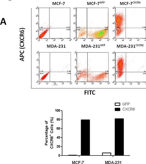 Fig.2.A showing Flow cytometry/Cell sorting in a Homo sapiens (Human) sample from the publication: CXCL16/CXCR6 chemokine signaling mediates breast cancer progression by pERK1/2-dependent mechanisms.