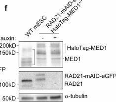 Fig.7.T showing Western Blotting from the publication: Cohesin prevents cross-domain gene coactivation.