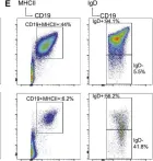 Fig.2.E showing Flow cytometry/Cell sorting in a Mus musculus (House mouse) sample from the publication: Polε Instability Drives Replication Stress, Abnormal Development, and Tumorigenesis.