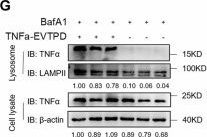Fig.4.G showing Western Blotting from the publication: Extracellular vesicle-based targeted protein degradation platform for multiple extracellular proteins.
