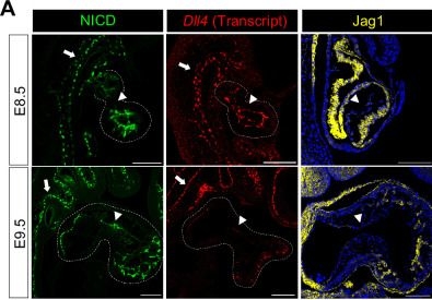 Fig.1.A showing Immunohistochemistry-immunofluorescence in a Mus musculus (House mouse) sample from the publication: Mechanical forces pattern endocardial Notch activation via mTORC2-PKC pathway.