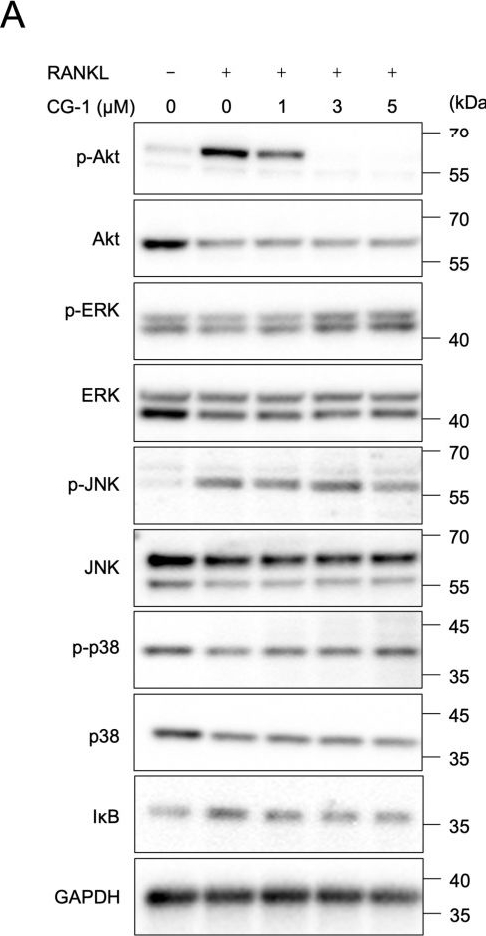 Fig.6.A showing Western Blotting from the publication: Limonoid 7-Deacetoxy-7-oxogedunin (CG-1) Attenuates RANKL-Induced Osteoclastogenesis via Inhibiting PI3K/Akt-NFATc1 Axis.
