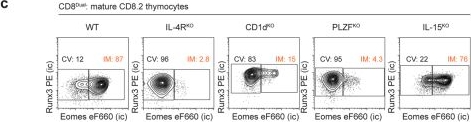 Fig.7.C showing Flow cytometry/Cell sorting from the publication: Unraveling CD8 lineage decisions reveals that functionally distinct CD8+ T cells are selected by different MHC-I thymic peptides.