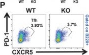 Fig.1.P showing Flow cytometry/Cell sorting in a Mus musculus (House mouse) sample from the publication: PGRN Inhibits Early B-cell Activation and IgE Production Through the IFITM3-STAT1 Signaling Pathway in Asthma.